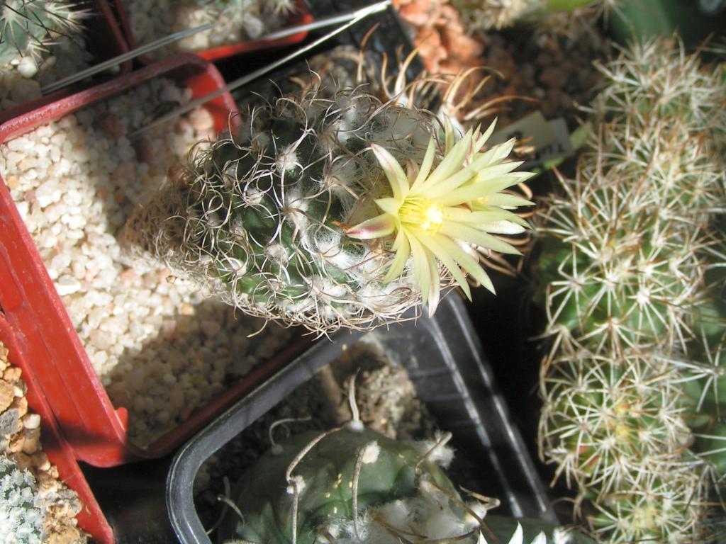 Turbinicarpus krainzianus var. minor